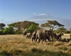 Keňa, Tanzánie - Pohodový týden pod nejvyšší horou Afriky – Kilimanjaro