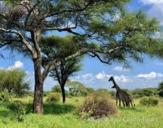 Safari a migrace v NP Tanzanie a Zanzibar