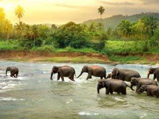 Srí Lanka - Cesta za Perlou Indického oceánu - Poznávací zájezdy