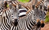 Keňa – Kombinace Safari a Bílých Pláží