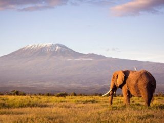 Safari ve stínu Kilimandžára - Poznávací zájezdy
