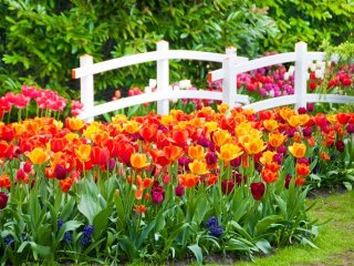 Belgie a Holandsko v Květu Tulipánů - Pobytové zájezdy