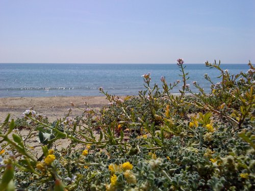 Hotel Oliveto a Mare & Suite - Ascea Marina