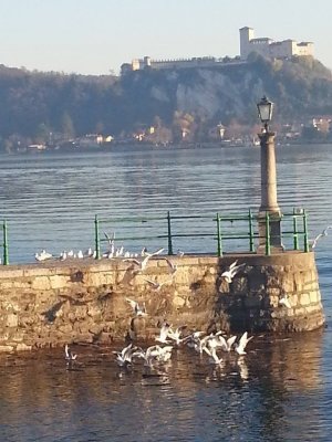 Hotel Le Palme - Dormelletto