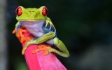 Nikaragua, Kostarika, Panama - Středoamerická mozaika