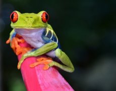 Nikaragua, Kostarika, Panama - Středoamerická mozaika