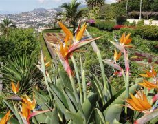 Madeira na květinovém ostrově věčného jara