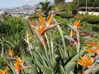 Madeira na květinovém ostrově věčného jara - Portugalsko, Madeira - Pobytové zájezdy