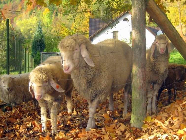 Stárkov - Rekreační dům - Česká republika, Stárkov