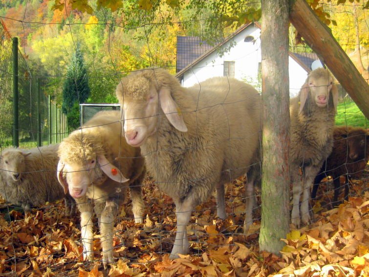 Stárkov - Rekreační dům - Česká republika, Stárkov