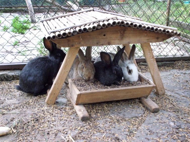 Stárkov - Rekreační dům - Česká republika, Stárkov