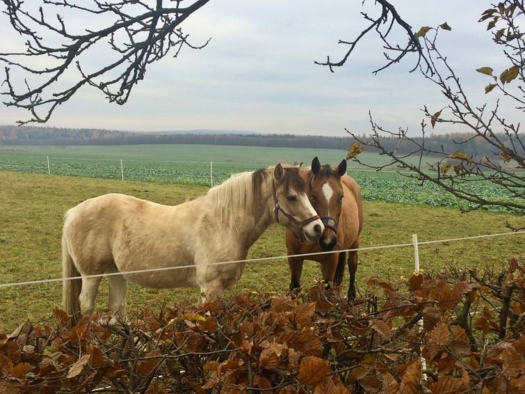Ruprechtovský mlýn - Rekreační dům - Česká republika, Ruprechtov