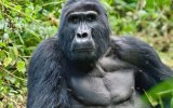 Katalog zájezdů - Uganda, Uganda - Dobrodružná výprava nejen k horským gorilám