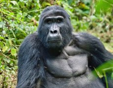 Uganda - Dobrodružná výprava nejen k horským gorilám
