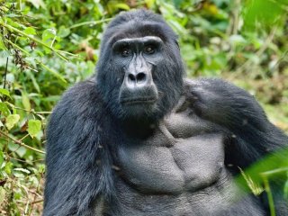 Uganda - Dobrodružná výprava nejen k horským gorilám