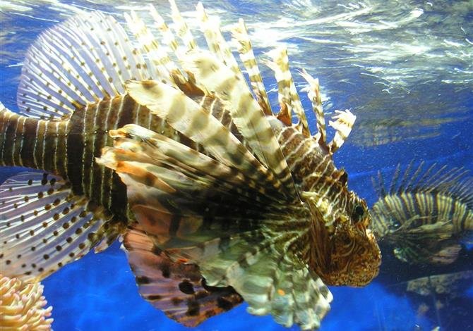 Okouzlující Provence a perly Azurového pobřeží