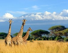Keňa - po stopách Velké pětky