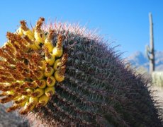 Cesta z Arizony do New Orleans