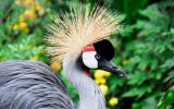 Safari v Ugandě - Cesta za gorilami s českým průvodcem