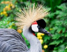 Safari v Ugandě - Cesta za gorilami s českým průvodcem