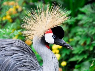 Safari v Ugandě - Cesta za gorilami s českým průvodcem - Pobytové zájezdy