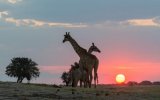 Katalog zájezdů - Botswana, Victoria Falls & Chobe NP & delta Okavanga