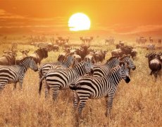 Pohoda v Tanzánii - Serengeti a Ngorongoro v období Velké Migrace s koupáním na Zanzibaru