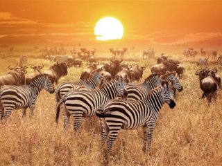 Pohoda v Tanzánii - Serengeti a Ngorongoro v období Velké Migrace s koupáním na Zanzibaru