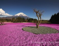 Magická zákoutí Japonska