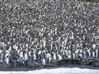 Antarktida - tučňáci císařští - Poznávací zájezdy