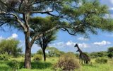 Safari a migrace v NP Tanzanie a Zanzibar