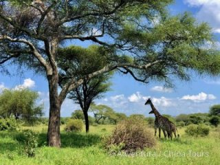 Safari a migrace v NP Tanzanie a Zanzibar
