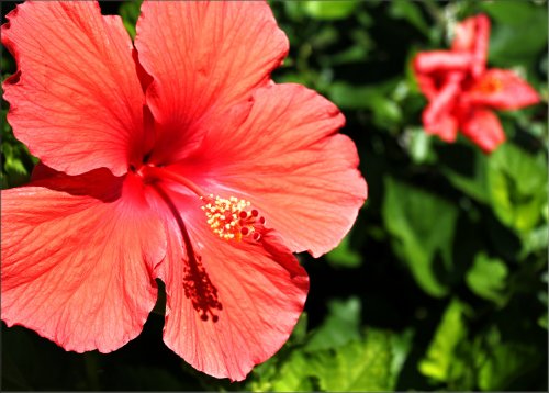 Hotel Hibiscus - Forio