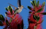 Katalog zájezdů, Cabrits Resort & Spa Kempinski Dominica