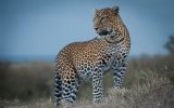 Cheetah safari