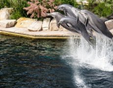 Německý LEGOLAND® a norimberská zoo s delfináriem