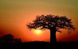 Centrální Tanzanie - Fotosafari v divočině