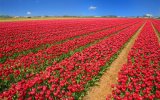 Holandsko - Velikonoce a Tulipány