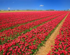 Tulipány a Velikonoce v Holandsku