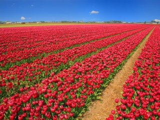 Tulipány a Velikonoce v Holandsku - Pobytové zájezdy