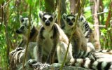Madagaskar – ostrov lemurů