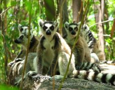 Madagaskar – ostrov lemurů