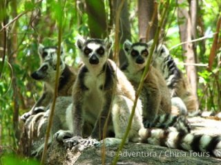 Madagaskar – ostrov lemurů