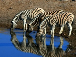 To nejlepší z Namibie - Země barev, pouště i bohaté safari - Poznávací zájezdy
