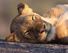 Náklaďákem na safari do Krugerova NP