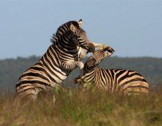 Safari v Jižní Africe s českým průvodcem