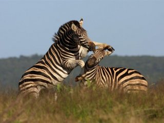 Safari v Jižní Africe s českým průvodcem