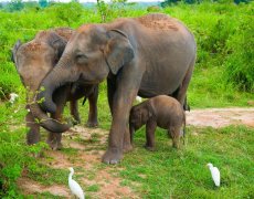 Srí Lanka – Za Krásami Exotického Ostrova