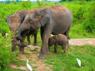 Srí Lanka – Za Krásami Exotického Ostrova