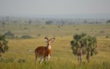 Katalog zájezdů - Rwanda, Okruh Ugandou a horské gorily